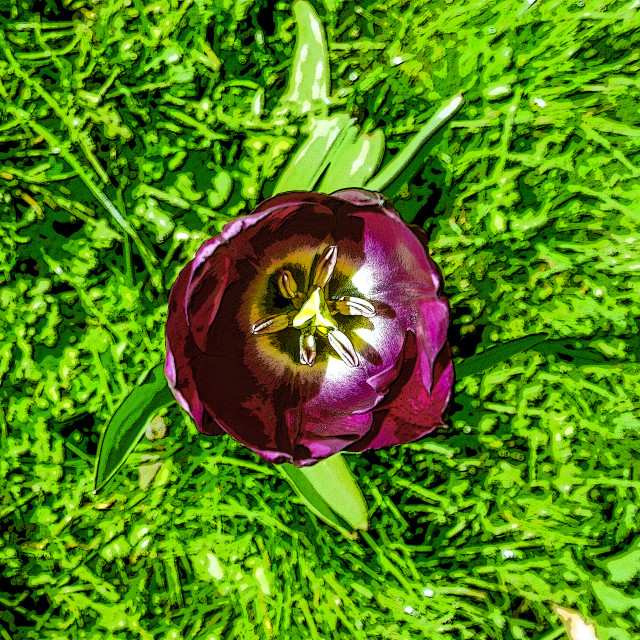 "Tulip in flower" stock image