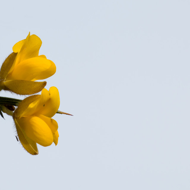"Yellow Gorse Flowers with Sky and Copy Space" stock image