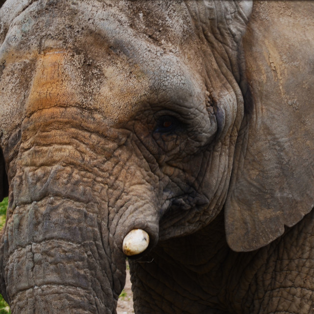 "Elephant Face" stock image