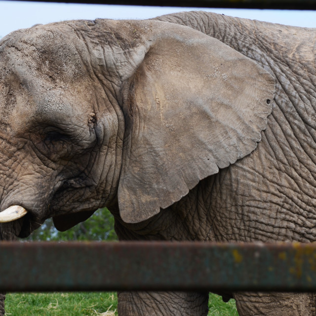 "Caged Elephant" stock image