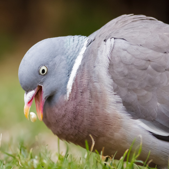 "Woodpigeon (Columba palumbus) eating feeding on some seed from the grass" stock image