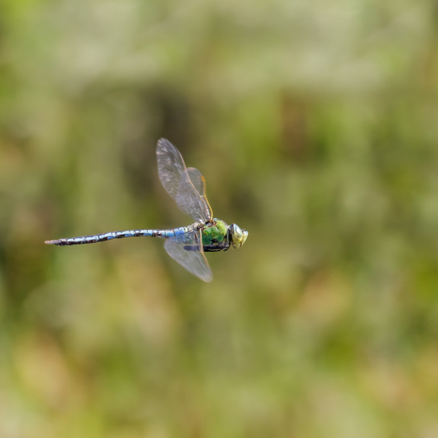 "Male Emperor Dragonfly (Anax imperator) hawking and patrolling its territory." stock image