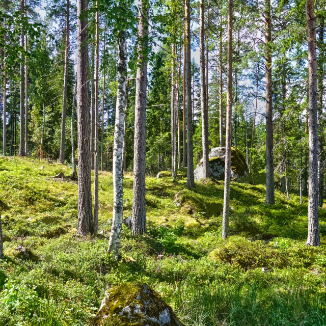 "Finnish woodland" stock image