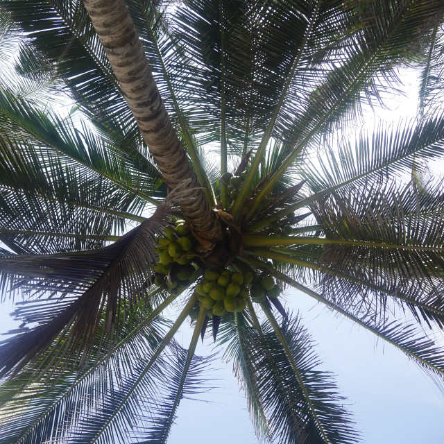 "Coconut tree" stock image