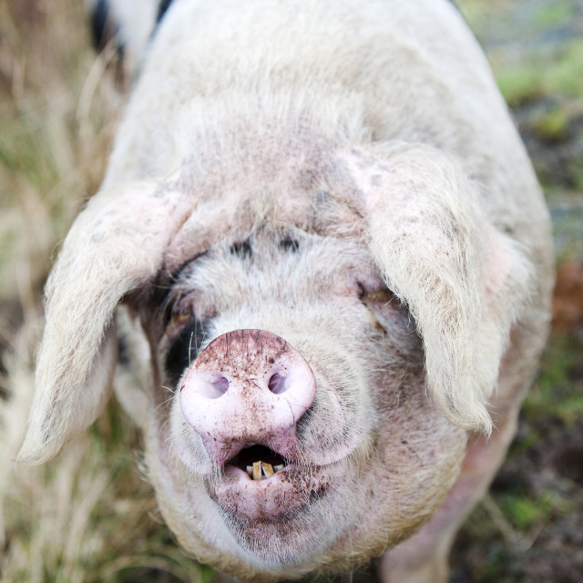 "There's free range and then there's free range. This Gloucester Old Spot Pig..." stock image
