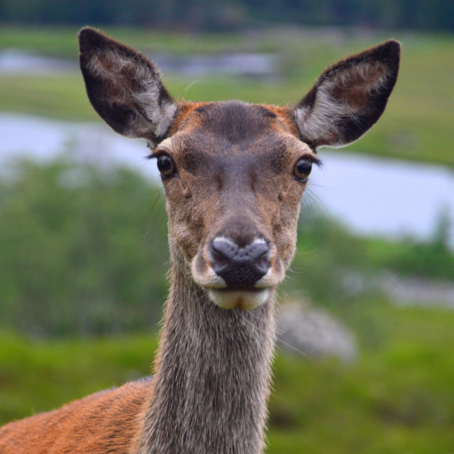 "Deer" by Keith MacIntosh FRGS - $12.28 "Deer" stock image