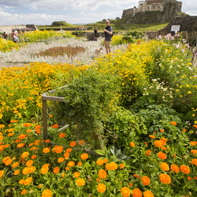 "The Gertrude Jekyll garden at Lindisfarne Castle, Holy Island,..." stock image