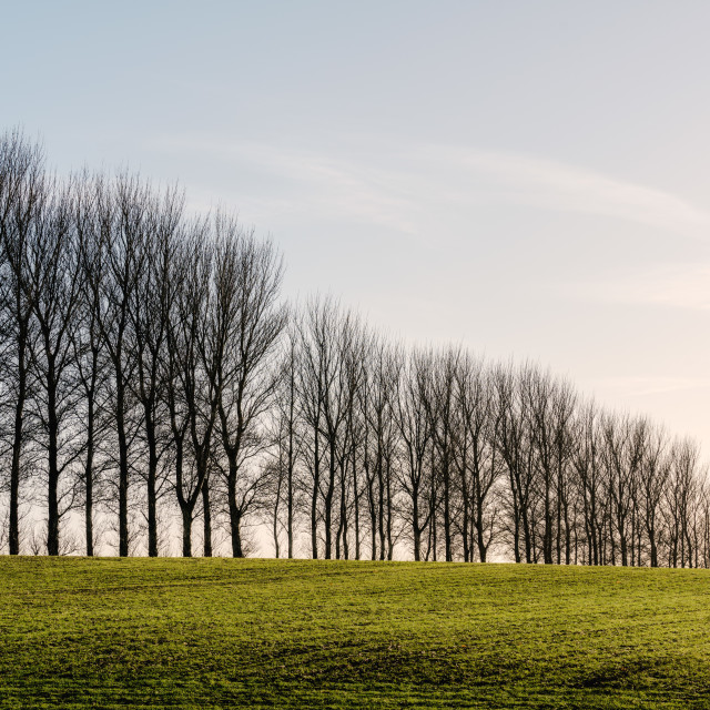 "Treeline" stock image