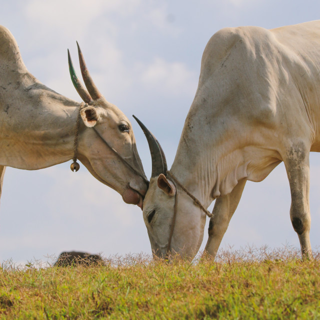 "Animal love" stock image