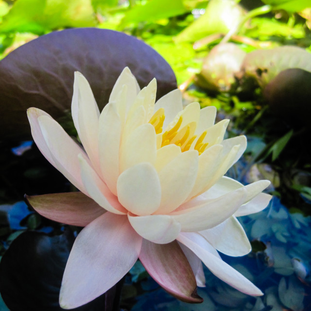 "Lotus" stock image