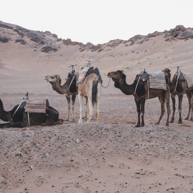 "Camel riding in the desert" stock image