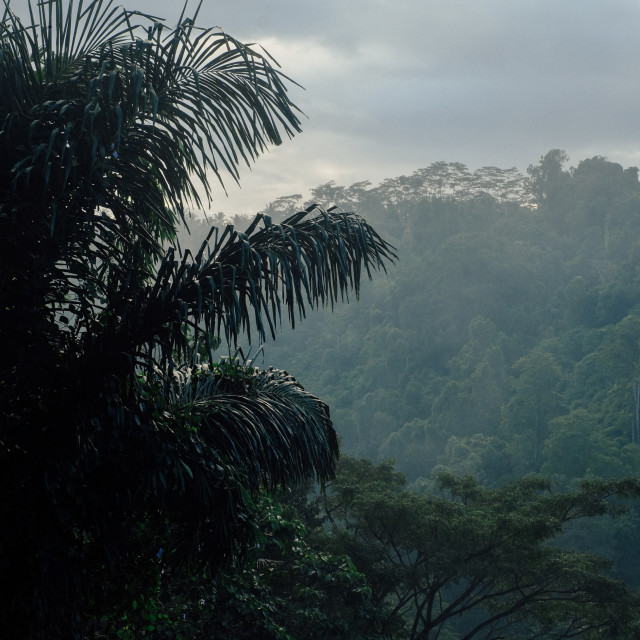 "Jungle at dusk Bali" stock image