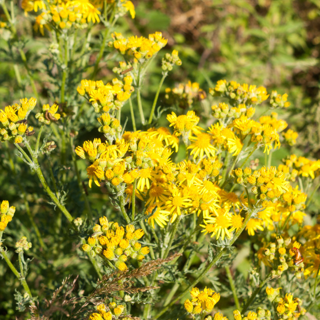 Stock Photo - Hoary ragwort (Jacobaea erucifolia / Senecio erucifolius ...