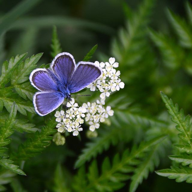 "Butterfly Blue" stock image