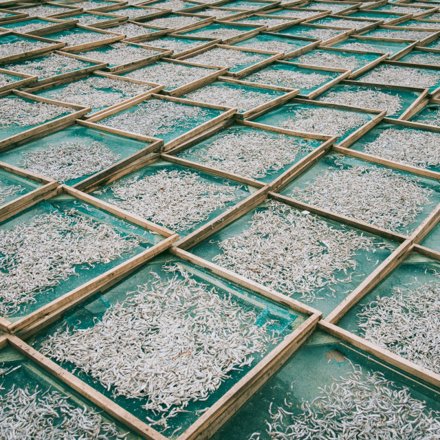 "Drying Fish" stock image