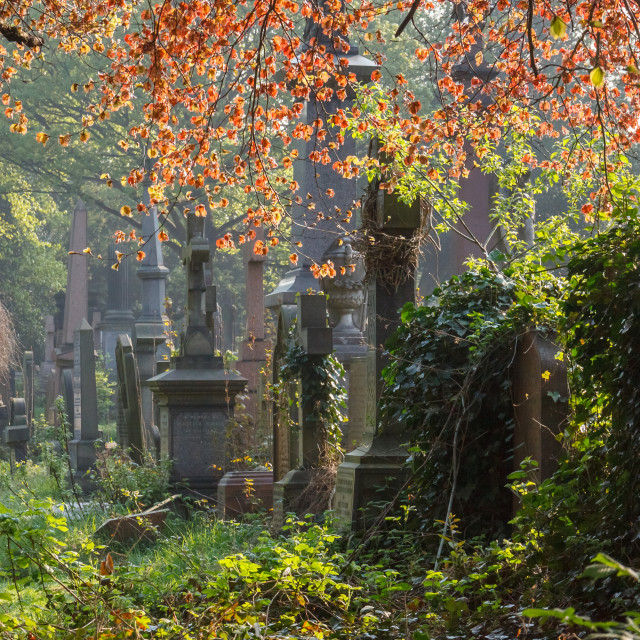 "Sunny Overgrown Cemetery" stock image