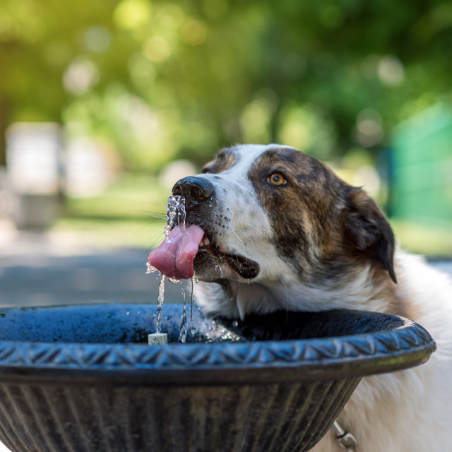 "Dog drinking water" stock image