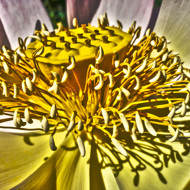 "Indian Lotus flower head" stock image