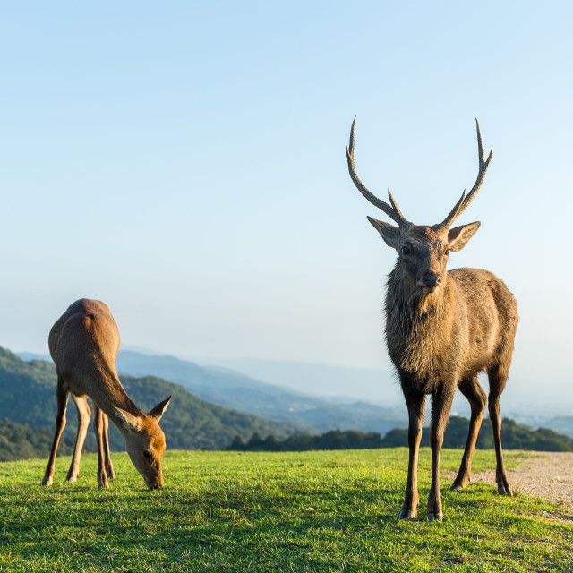 "Male Deer at highland" stock image