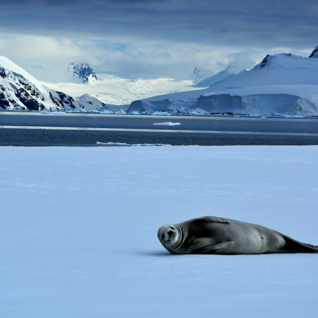 "Seal lying on iceberg in Antarctica" stock image