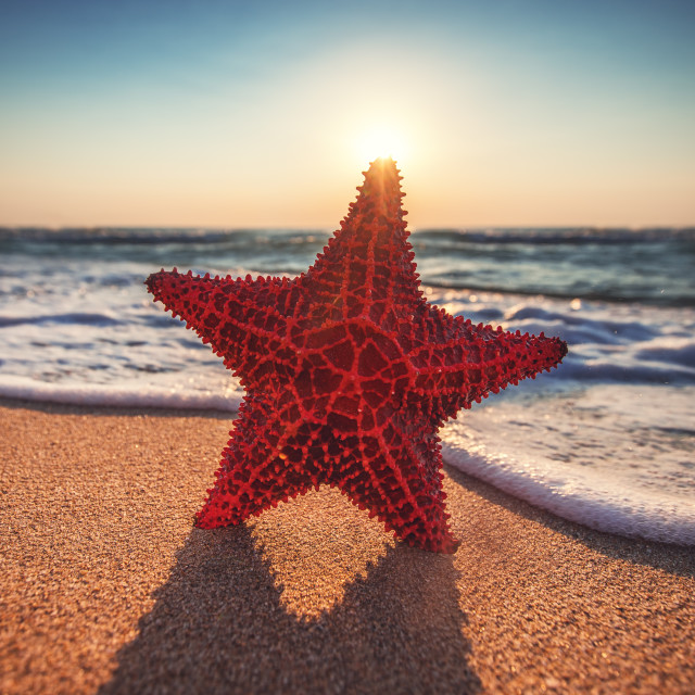 "Seastar or sea starfish standing on the beach." stock image