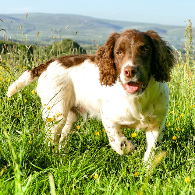 "Focused Springer Spaniel" stock image