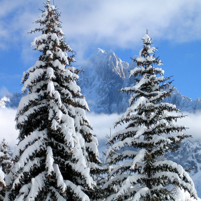 "Snow on the Trees" stock image