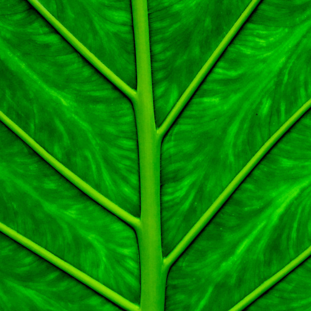 "leaf" stock image