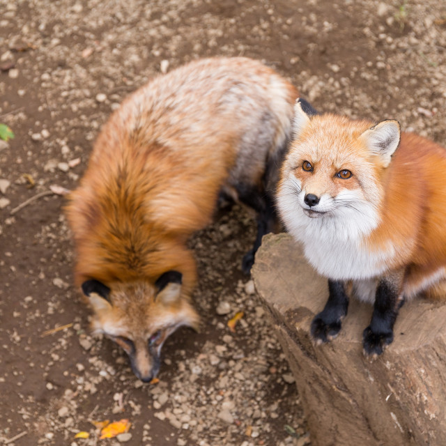 "Cute fox" stock image