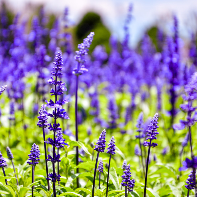 "Lavender flower" stock image