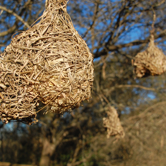 "Weaver Colony" stock image