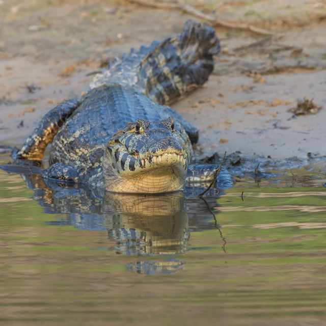 "Yacare caiman (Caiman yacare), Pantanal, Mato Grosso, Brazil" stock image