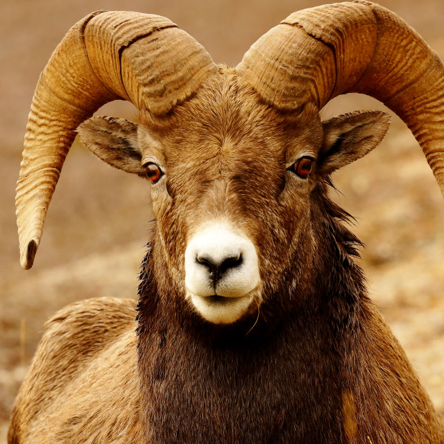 "Bighorn Sheep Ram" stock image