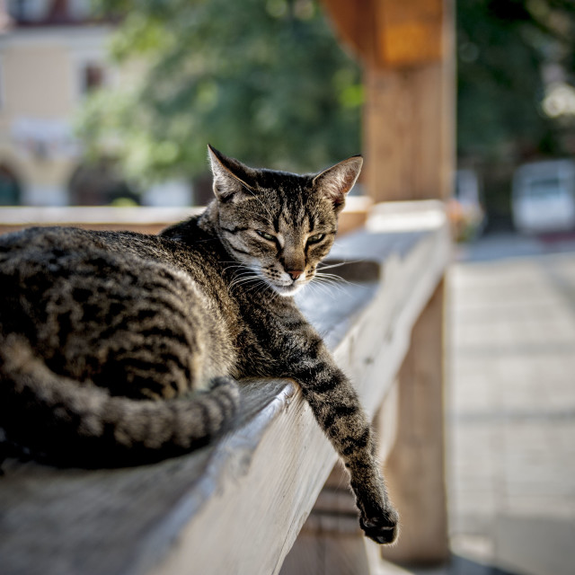 cat - License, download or print for £6.20 | Photos | Picfair