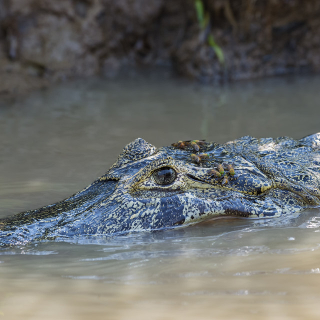 "Yacare caiman (Caiman yacare) in the water, Cuiaba river, Pantanal, Brazil" stock image