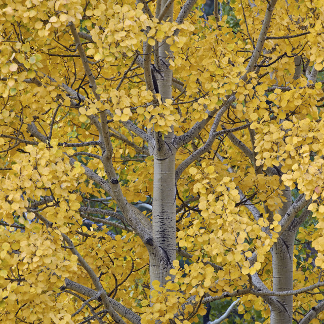 "Yellow aspen in the fall, Uncompahgre National Forest, Colorado, USA" stock image