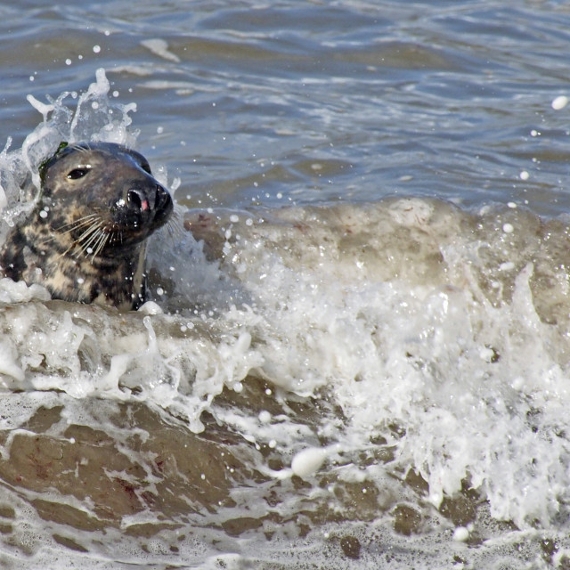 "Grey Seal" stock image