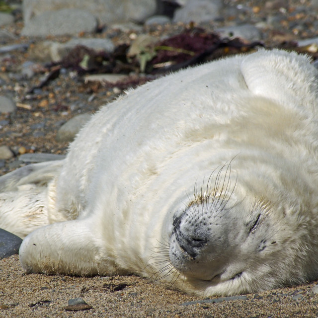 "Grey Seal Pup" stock image