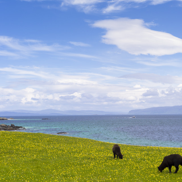 "Flock of dark brown Soay sheep grazing in buttercup meadow on Isle of Iona in..." stock image
