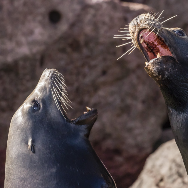 "California sea lions, Zalophus californianus, hauled out on Los Islotes, Baja..." stock image