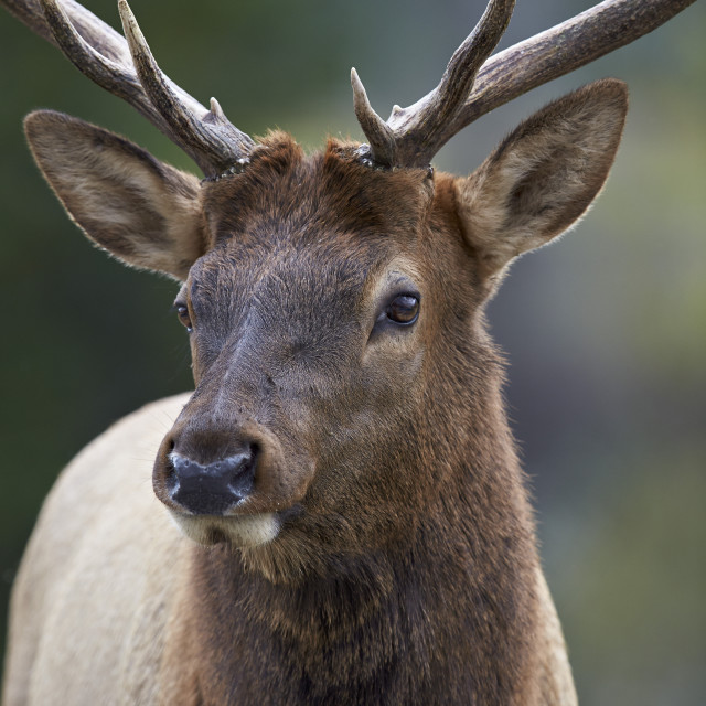 "Bull elk (Cervus canadensis), Jasper National Park, Alberta, Canada, North..." stock image