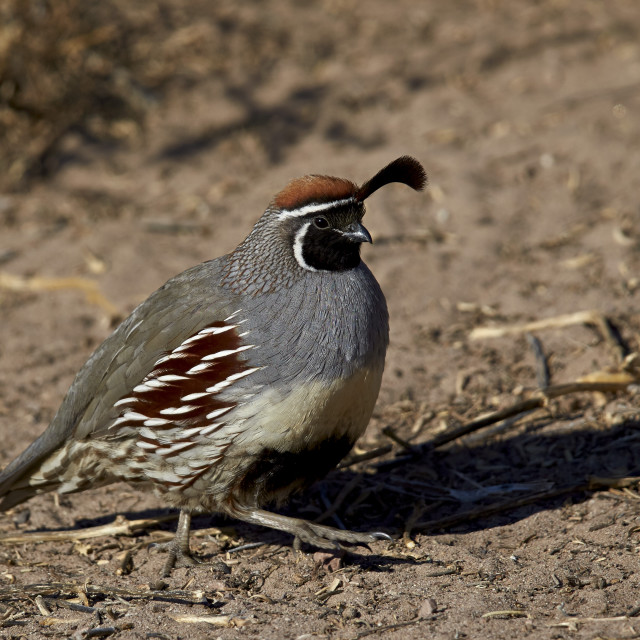 "Gambel's quail (Callipepla gambelii), male, Bosque del Apache National..." stock image