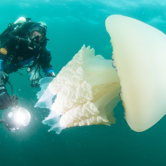 "DIVER WITH GIANT BARREL JELLY FISH OFF THE SOUTH COAST OF THE UK." stock image