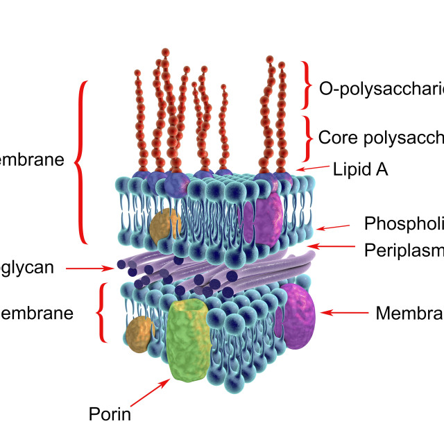 gram negative bacteria