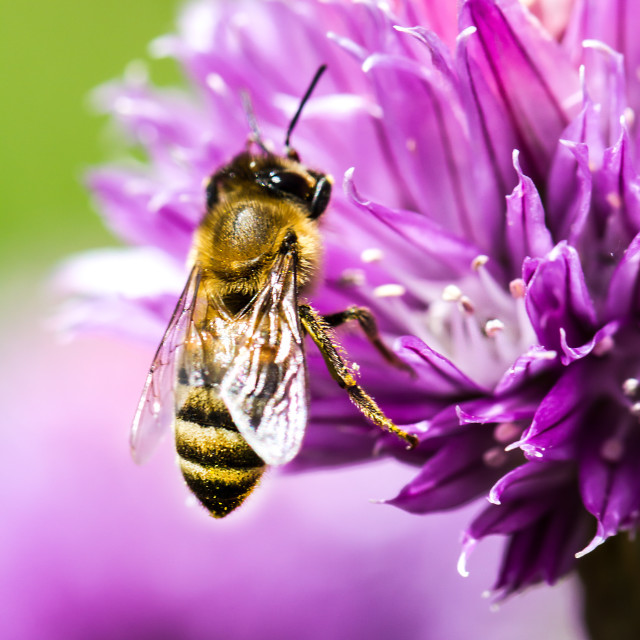 Honey bee on flower - License, download or print for £1.00 ...