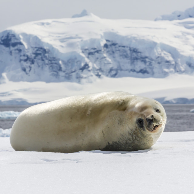 "Adult crabeater seal (Lobodon carcinophaga), Cuverville Island, near the..." stock image