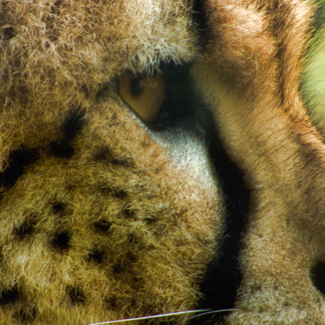 "Animal theme feline close up" stock image