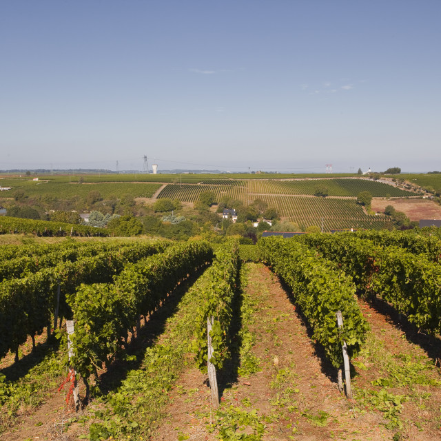"Cabernet Franc grapes growing in a Montsoreau vineyard, Maine-et-Loire,..." stock image
