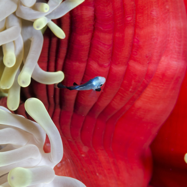 "Three-spot damsel fish (Dascyllus trimaculatus) and magnificent anemone..." stock image