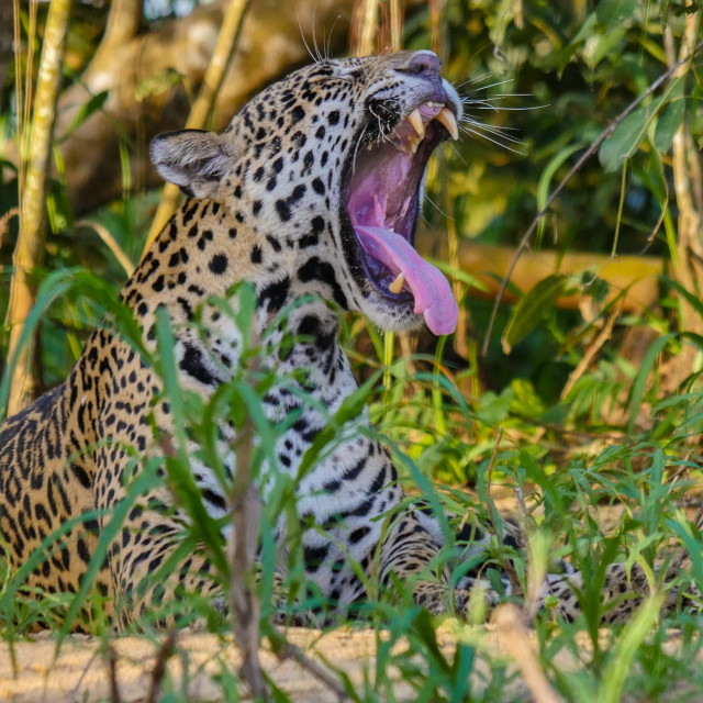 "Pantanal Jaguar Yawns" stock image